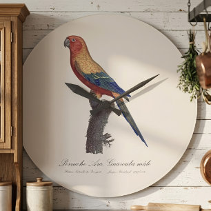 Perruche Ara, Guarouba  / Sun parakeet  Large Clock