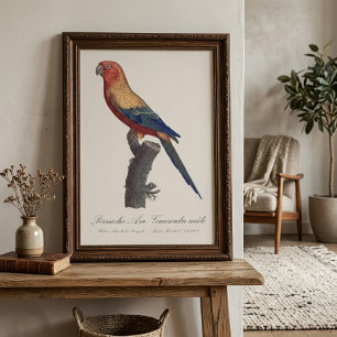 Perruche Ara, Guarouba  / Sun parakeet  Photo Print