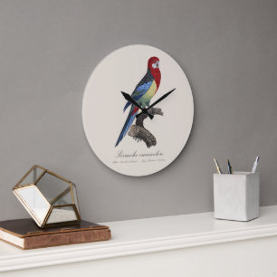 Perruche omnicolore / Eastern rosella  Large Clock