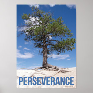 Perseverance Tree Motivational Poster
