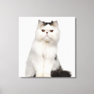 Persian (10 months old) sitting canvas print