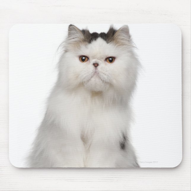 Persian (10 months old) sitting mouse mat (Front)