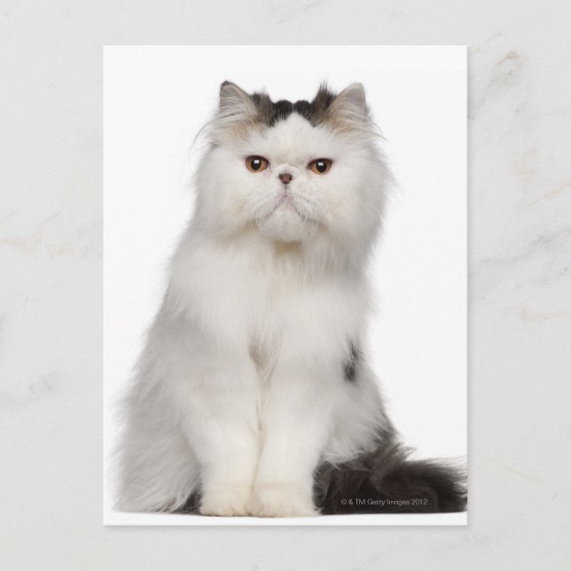 Persian (10 months old) sitting postcard (Front)