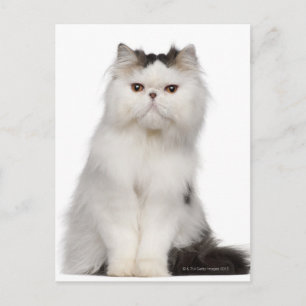Persian (10 months old) sitting postcard