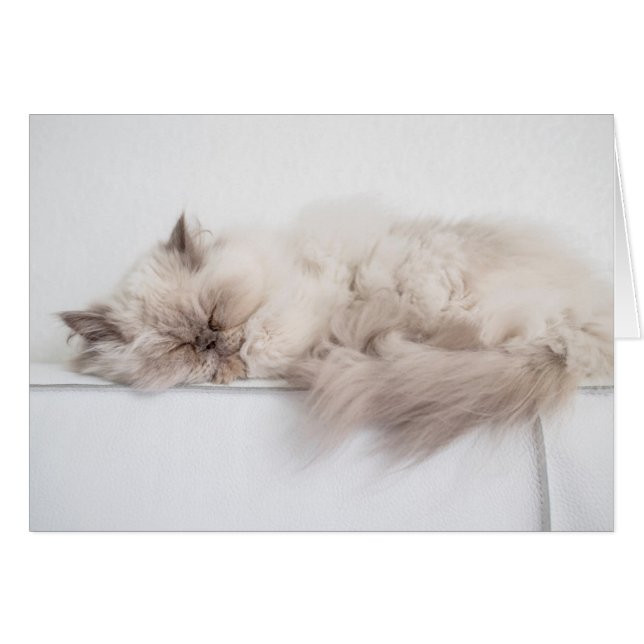 Persian Cat (Front Horizontal)