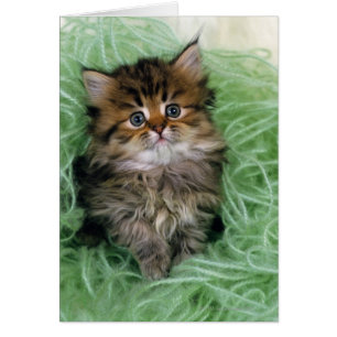 Persian cat; is one of the oldest breeds of cat.