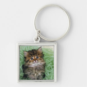 Persian cat; is one of the oldest breeds of cat. key ring