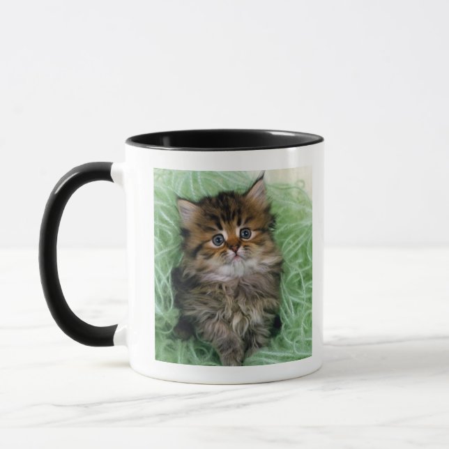 Persian cat; is one of the oldest breeds of cat. mug (Left)