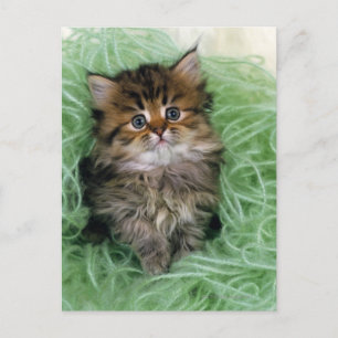 Persian cat; is one of the oldest breeds of cat. postcard