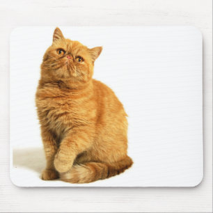 Persian cat mouse mat