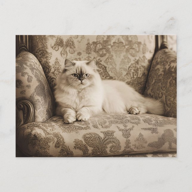 Persian Cat on a Sofa Vintage Style Postcard (Front)