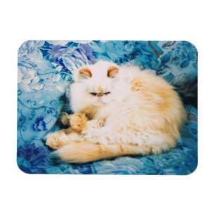 Persian Cat Photo Magnet
