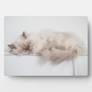 Persian Cat Plaque