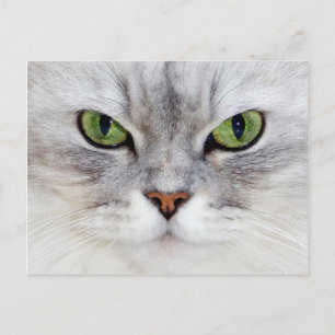 Persian cat portrait - Postcard