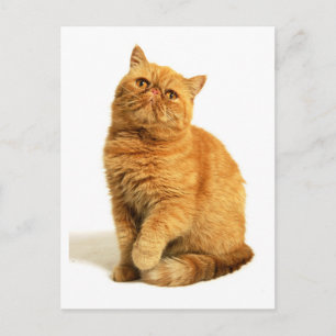 Persian cat postcard