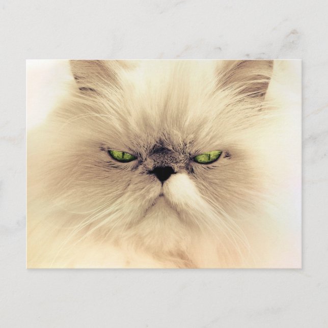 Persian Cat Postcards (Front)
