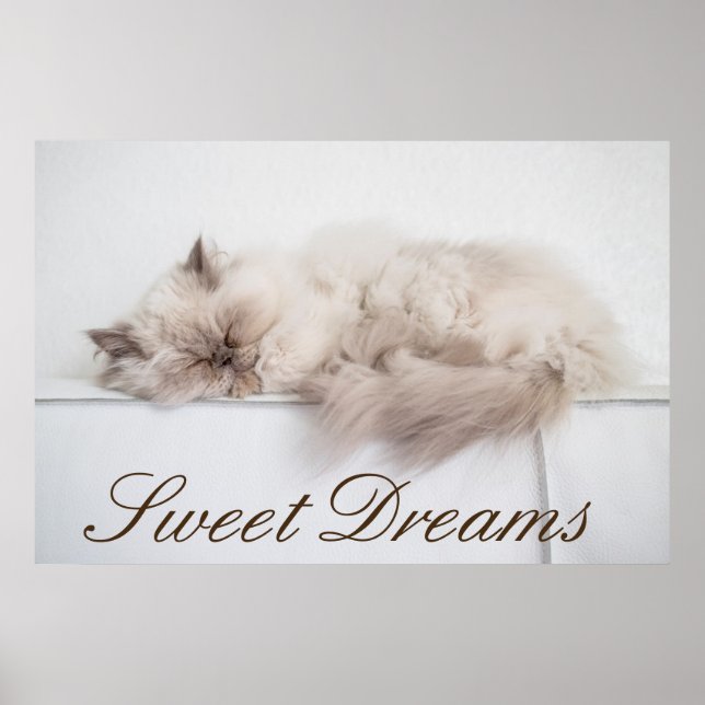 Persian Cat Poster (Front)