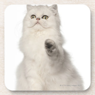 Persian cat sitting coaster