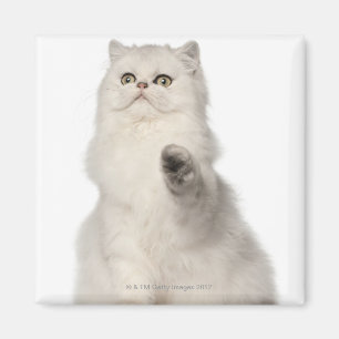 Persian cat sitting magnet