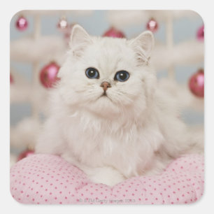 Persian cat sitting on pink pillow square sticker