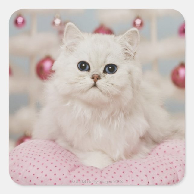 Persian cat sitting on pink pillow square sticker (Front)