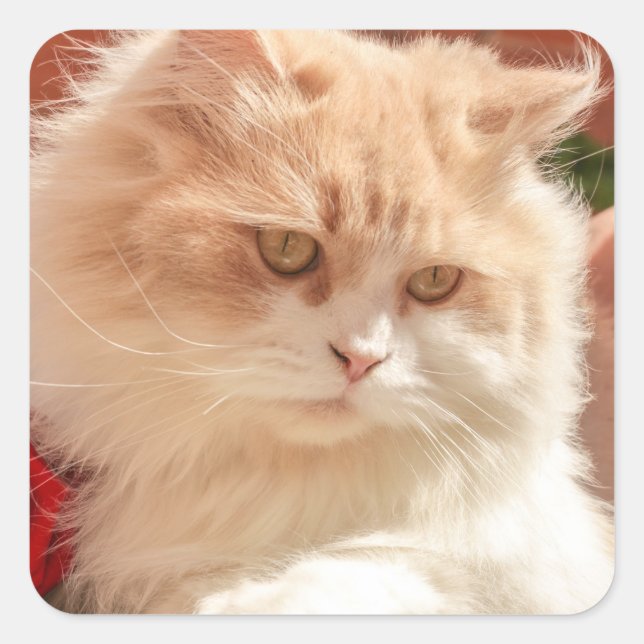 Persian Cat Square Sticker (Front)