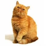 Persian cat standing photo sculpture<br><div class="desc">cat,  Persian,  red,  animal,  pet,  sweet,  peel</div>