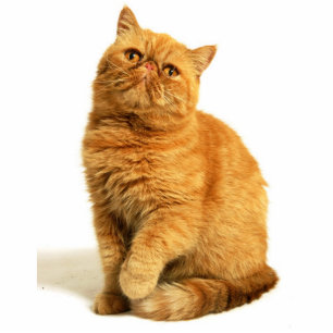 Persian cat standing photo sculpture