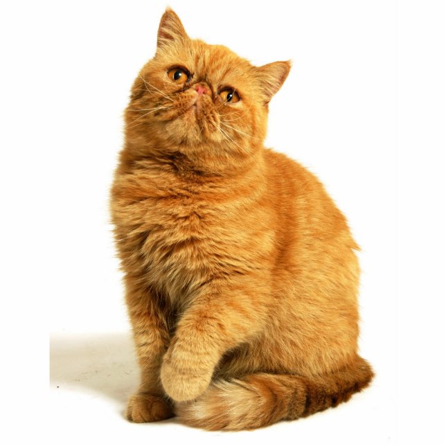 Persian cat standing photo sculpture (Front)