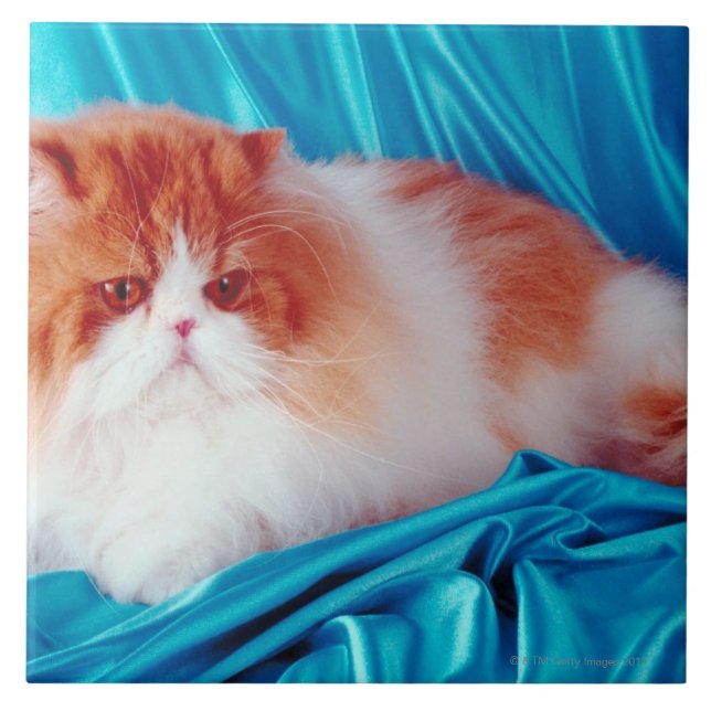 Persian cat tile (Front)