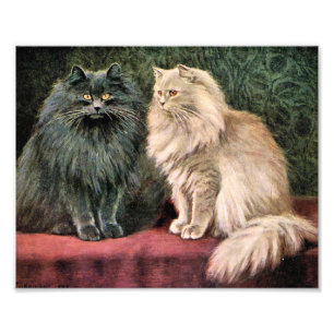 Persian Cats - Blue and Cream Photo Print