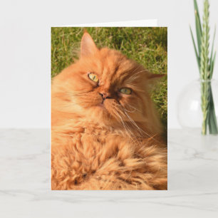 PERSIAN GINGER CAT FUNNY BIRTHDAY CARD