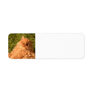PERSIAN GINGER CAT RETURN ADDRESS LABELS