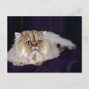 Persian, golden postcard