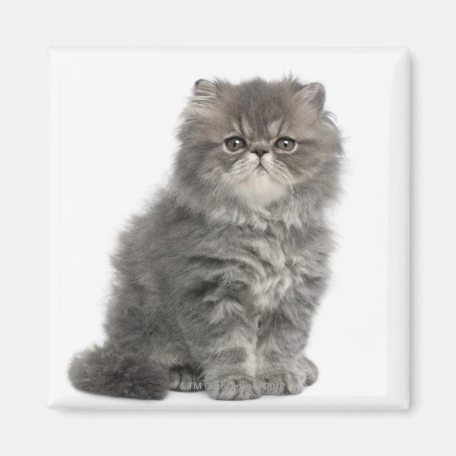 Persian Kitten (2 months old) sitting Magnet (Front)