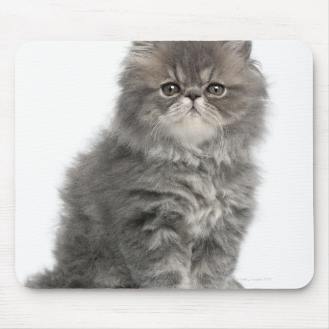 Persian Kitten (2 months old) sitting Mouse Mat (Front)