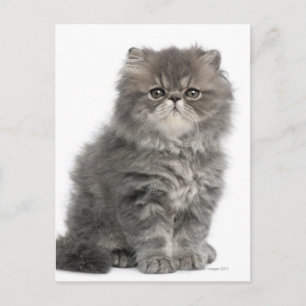 Persian Kitten (2 months old) sitting Postcard