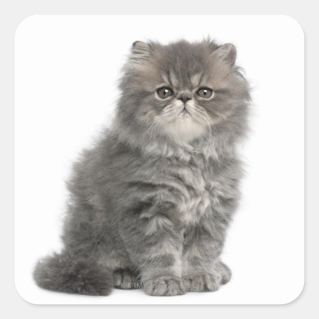 Persian Kitten (2 months old) sitting Square Sticker (Front)