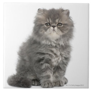 Persian Kitten (2 months old) sitting Tile