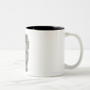 Persian Kitten (2 months old) sitting Two-Tone Coffee Mug
