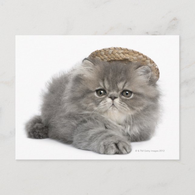 Persian Kitten (2 months old) wearing a straw Postcard (Front)
