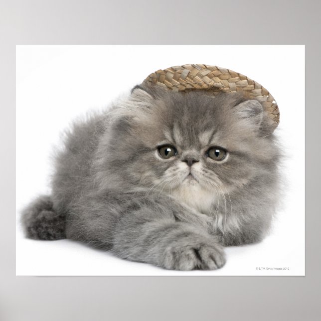 Persian Kitten (2 months old) wearing a straw Poster (Front)