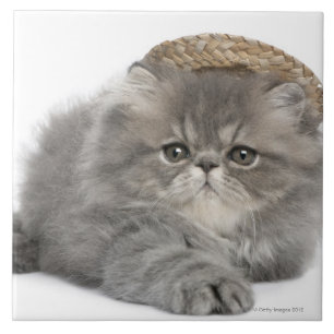 Persian Kitten (2 months old) wearing a straw Tile