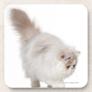 Persian kitten (3 months old) coaster