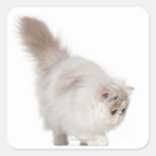 Persian kitten (3 months old) square sticker