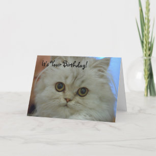 Persian Kitten Birthday Card