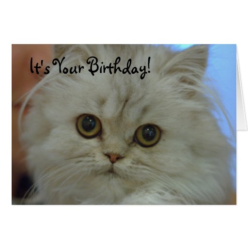 Persian Kitten Birthday Card | Zazzle