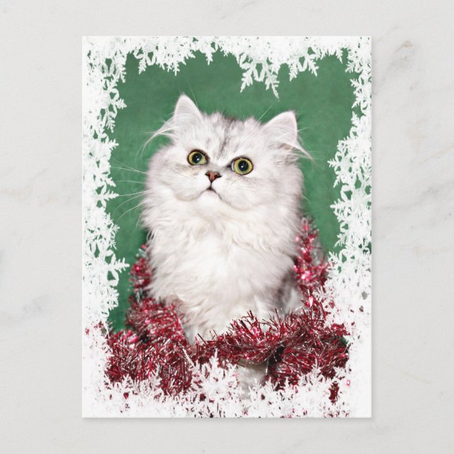 Persian kitten Christmas Holiday Postcard (Front)