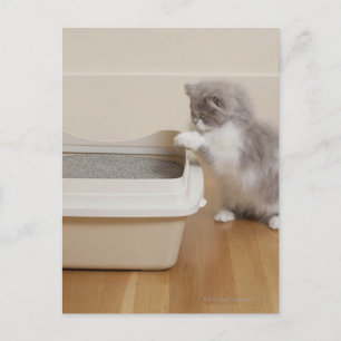 Persian Kitten looking at litter box Postcard