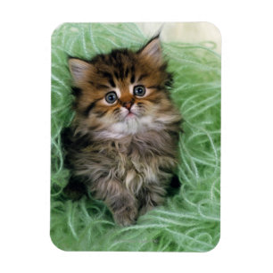 Persian Kitten Magnet